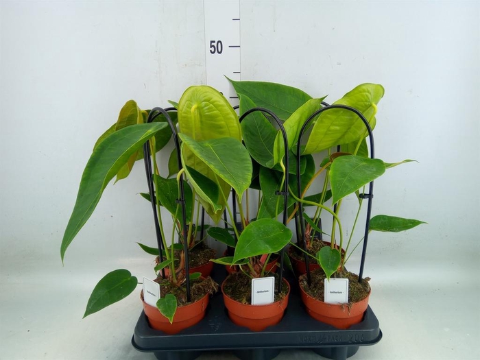 <h4>Anthurium   ...</h4>