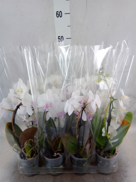 <h4>Phalaenopsis  'Elegant Cascade'</h4>