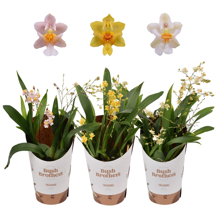 <h4>Oncidium Twinkle Gemengd 2-3 Tak</h4>