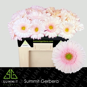 Gerbera Michelle Water