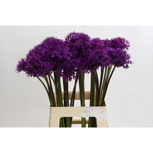 Allium Purple Sensation