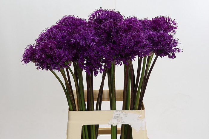 <h4>Allium Purple Sensation</h4>