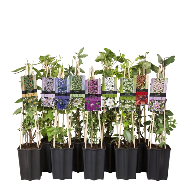 <h4>Mixtray 50% Clematis, 50% Climbers+light label</h4>