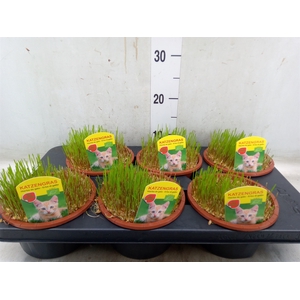 Hordeum sp.   ...kattegras zaai