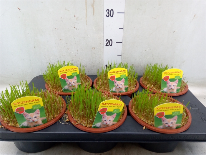 <h4>Hordeum sp.   ...kattegras zaai</h4>