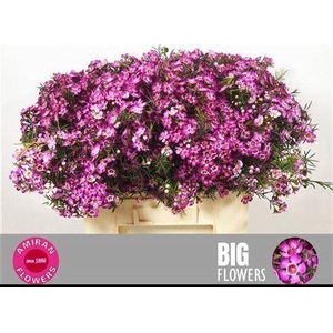 Chame Un Gra Jupiter