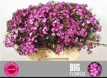 <h4>Chame Un Gra Jupiter</h4>