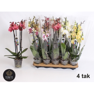 PHAL GEM 6 KL