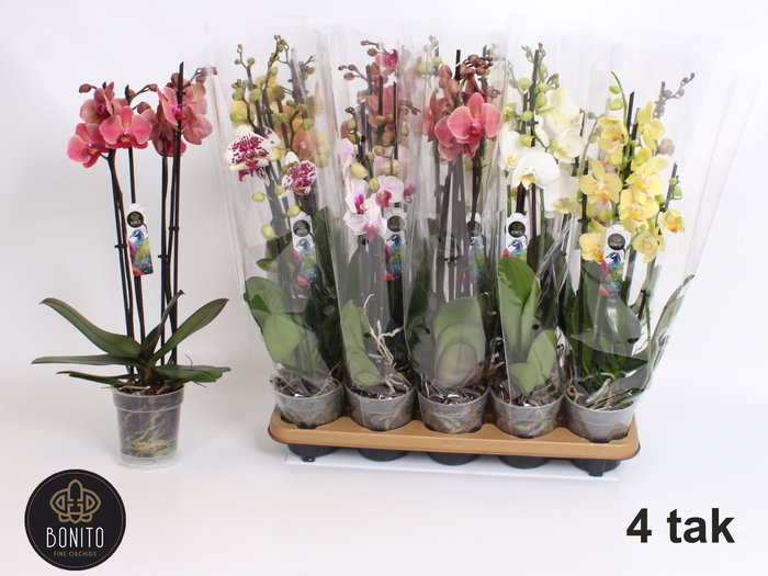 <h4>PHAL GEM 6 KL</h4>