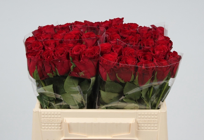 <h4>R GR MADAM RED</h4>