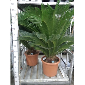 Cycas revoluta