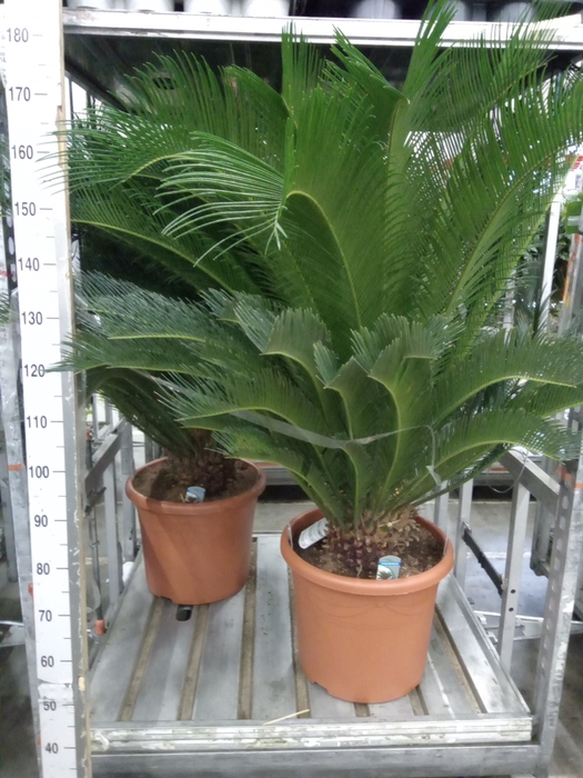 <h4>Cycas revoluta</h4>