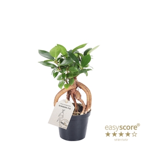 FICUS MICROCARPA