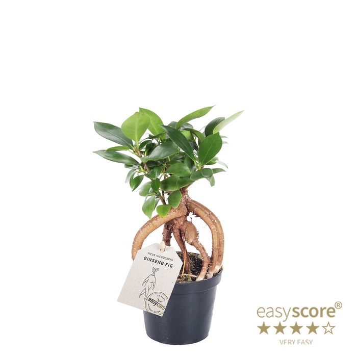 <h4>FICUS MICROCARPA</h4>