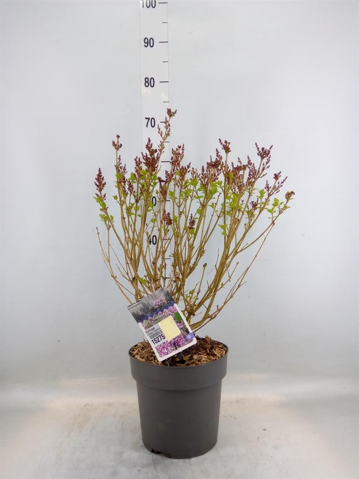 <h4>Syringa   ...</h4>