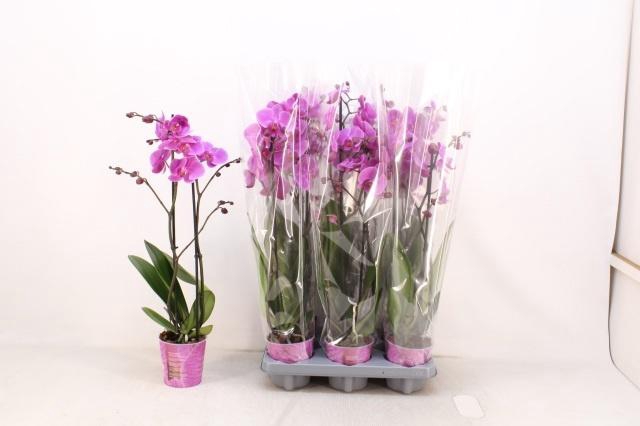 <h4>PHAL AN PASADENA</h4>