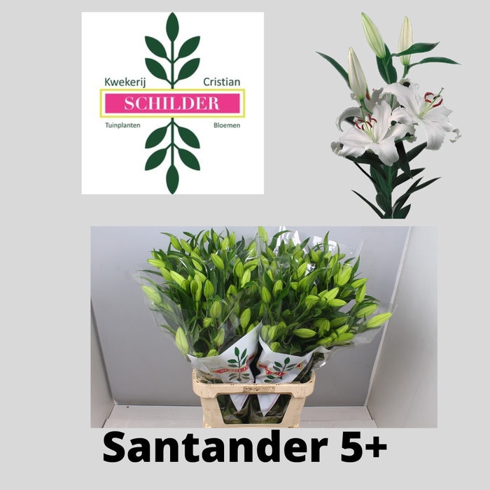 <h4>LI OR SANTANDER</h4>