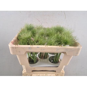 Pulsatilla V. Zaadpluiz Wit