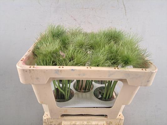 <h4>Pulsatilla V. Zaadpluiz Wit</h4>