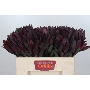 Leucadendron Saf Sunset Dark R.