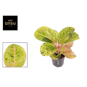 Aglaonema Apple Fantasy