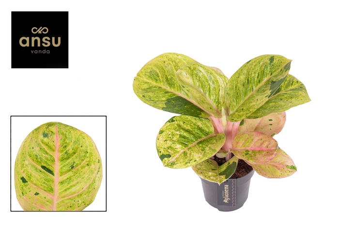 <h4>Aglaonema Apple Fantasy</h4>