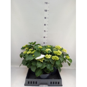 Hydrangea mac.   ...