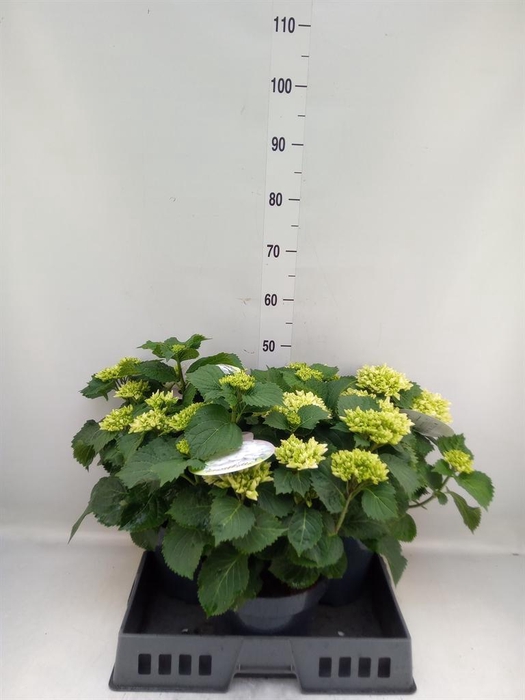 <h4>Hydrangea mac.   ...</h4>