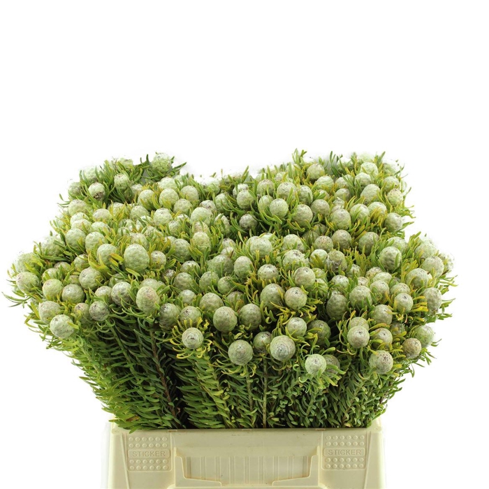 <h4>Leucadendron Ay Jade Pearl (vertakt)</h4>