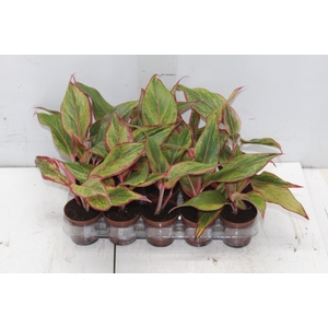 AGLAONEMA VARIADA P06