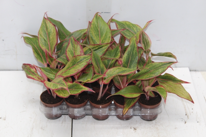 <h4>AGLAONEMA VARIADA P06</h4>