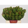 Leucadendron Laurel Yellow