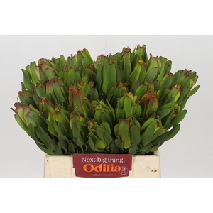 Leucadendron Laurel Yellow