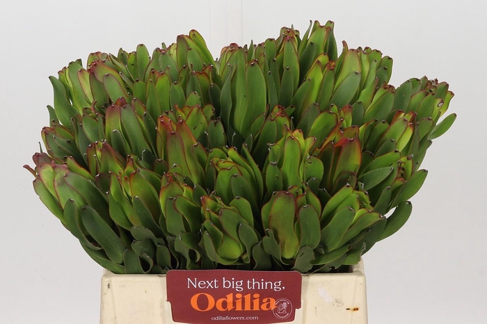 <h4>Leucadendron Laurel Yellow</h4>