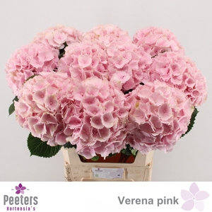 HYDR M CH VERENA