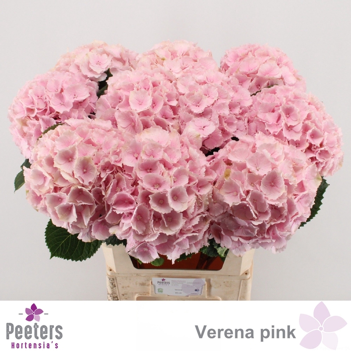 <h4>HYDR M CH VERENA</h4>