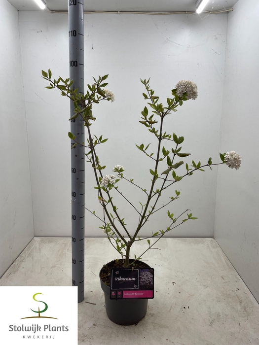 <h4>VIBU BU BURKWOOD</h4>