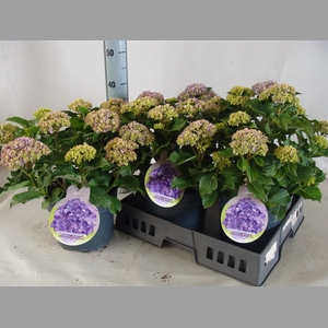 Hydrangea mac.