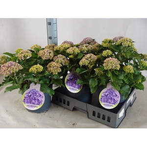 Hydrangea mac.