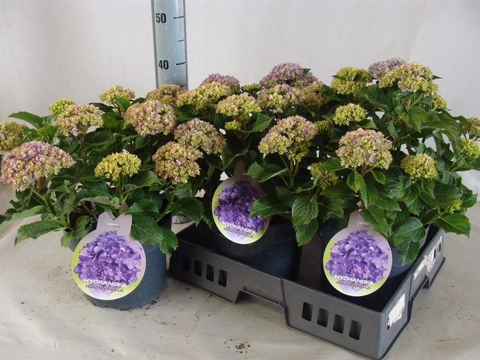 <h4>Hydrangea mac.</h4>