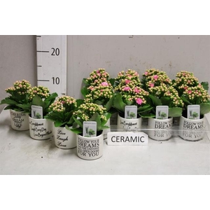 Kalanchoe blossfeldiana calandiva mix 7Ø 12cm