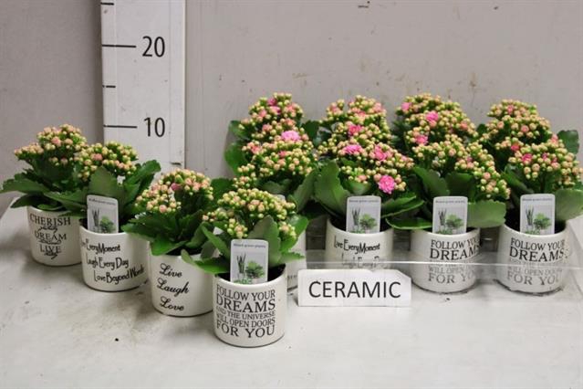 Kalanchoe blossfeldiana calandiva mix 7Ø 12cm