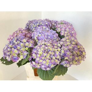 HYDR M ROY MAJEST BL