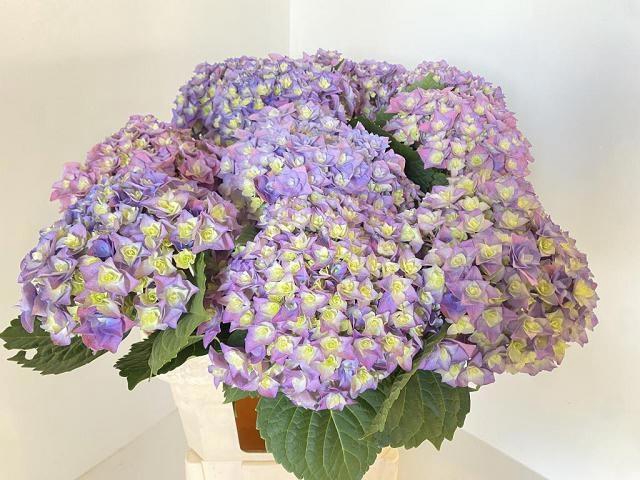 <h4>HYDR M ROY MAJEST BL</h4>