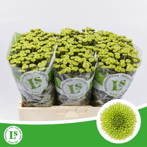 <h4>Chrysanthemum SA 'Calimero Minty'</h4>