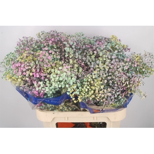 GYPS KLB RAINBOW MIX IN BUNCH