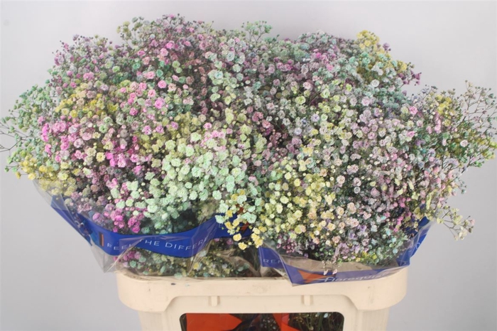 <h4>GYPS KLB RAINBOW MIX IN BUNCH</h4>