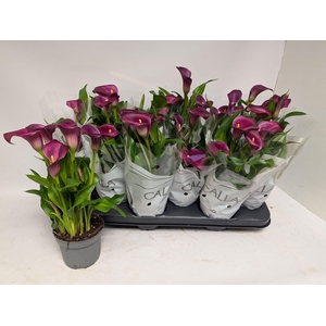 ZANT ROYAL VALENTINE