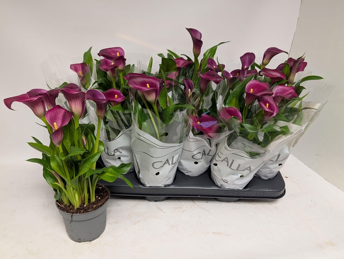 <h4>ZANT ROYAL VALENTINE</h4>