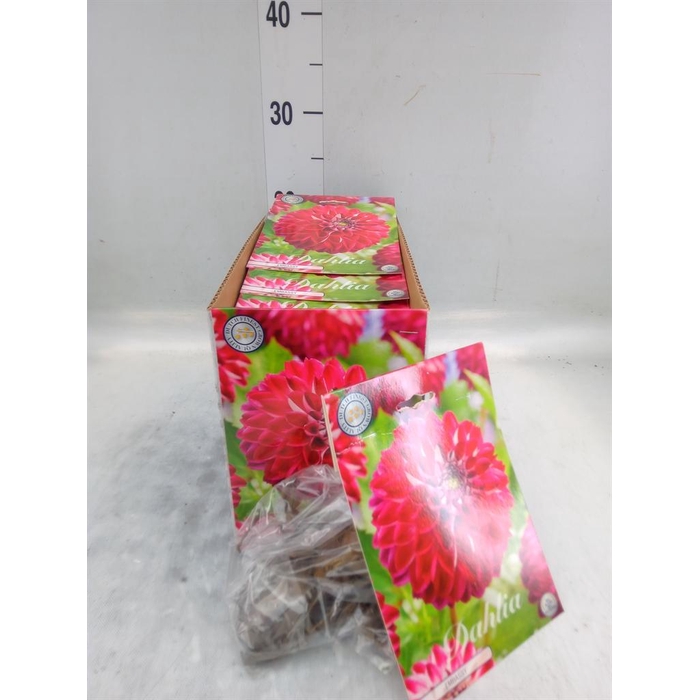 <h4>Dahlia   ...flowerbulbs</h4>